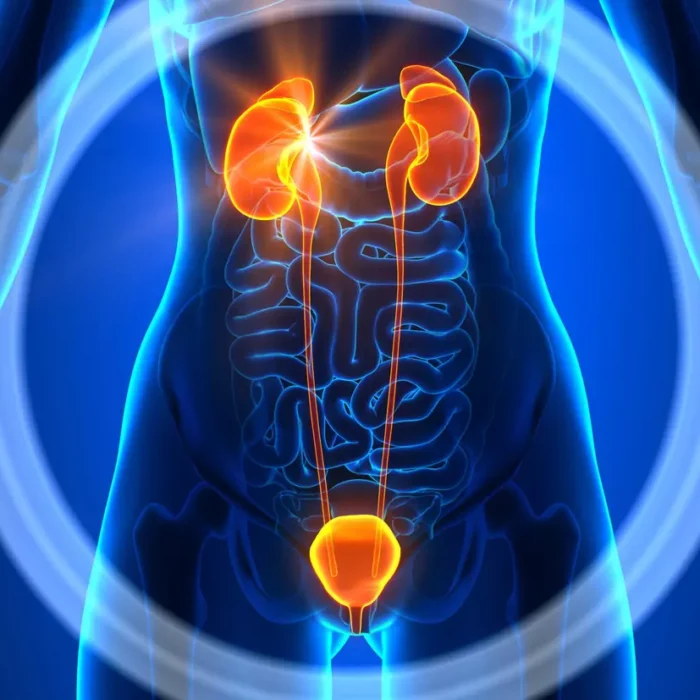 Systeme Digestif Urinaire